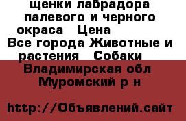 щенки лабрадора палевого и черного окраса › Цена ­ 30 000 - Все города Животные и растения » Собаки   . Владимирская обл.,Муромский р-н